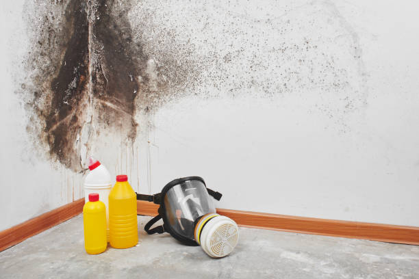 Best Commercial Mold Remediation in Prophetstown, IL