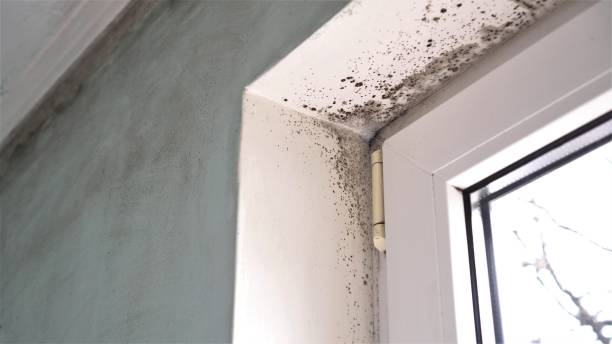 Prophetstown, IL Mold Remediation Company