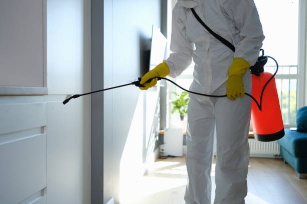 Best Post-Flood Mold Remediation in Prophetstown, IL