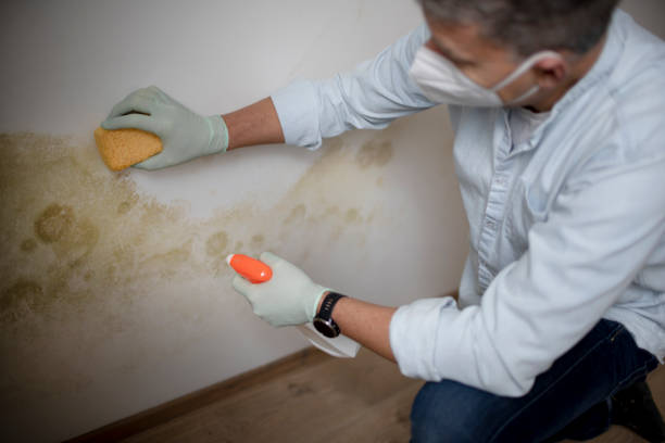 Best Attic Mold Remediation in Prophetstown, IL