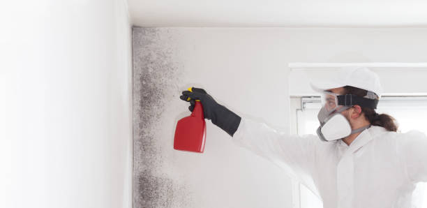 Best Emergency Mold Remediation in Prophetstown, IL