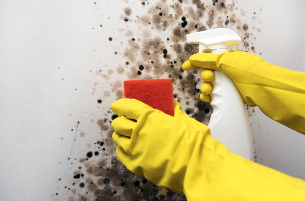 Best Residential Mold Remediation in Prophetstown, IL