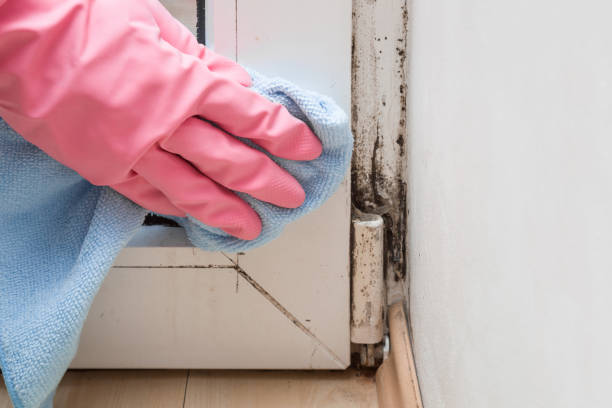 Best Health and Safety Mold Remediation in Prophetstown, IL