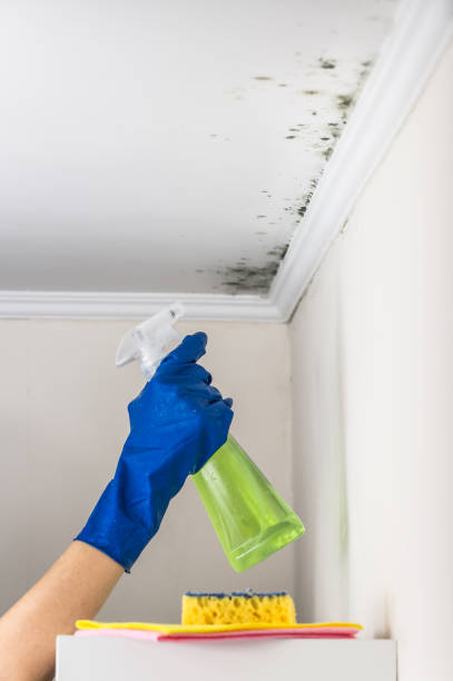 Best Bathroom Mold Remediation in Prophetstown, IL
